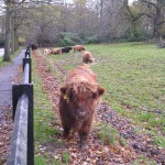 Highlan' coos by Chris Upson licensed under CC-BY-SA-2.0.