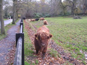 Highlan' coos by Chris Upson licensed under CC-BY-SA-2.0.