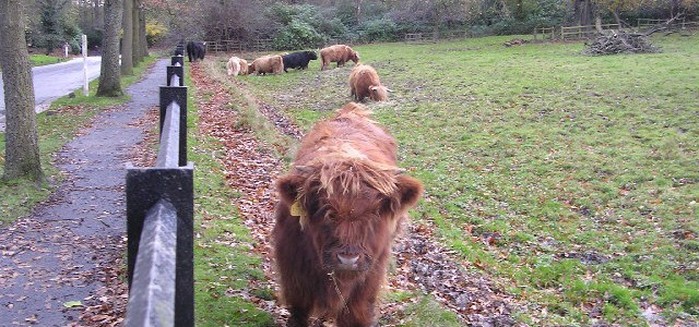 Highlan' coos by Chris Upson licensed under CC-BY-SA-2.0.