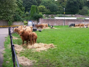 Highlan' coos by Elliott Simpson licensed under CC-BY-SA-2.0.