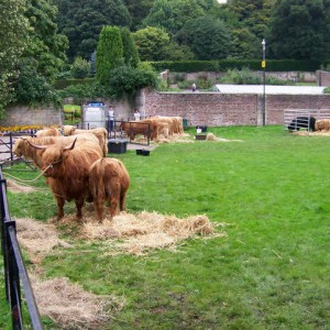 Highlan' coos by Elliott Simpson licensed under CC-BY-SA-2.0.