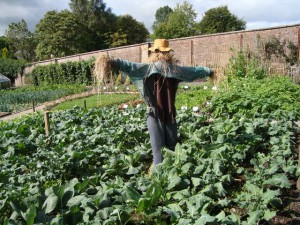 Scarecrow in the Walled Gardens by David McMunn licensed under CC-BY-SA-2.0.