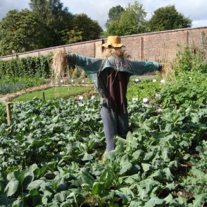 Scarecrow in the Walled Gardens by David McMunn licensed under CC-BY-SA-2.0.